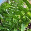 Kimberly Queen Fern Live Plant - Sword Fern Rooted Starter - Image 1