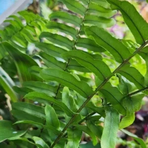 Kimberly Queen Fern Live Plant - Sword Fern Rooted Starter - Image 1