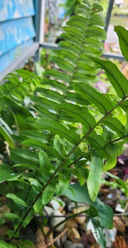 Kimberly Queen Fern Live Plant - Sword Fern Rooted Starter - Image 1