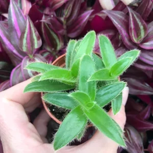 Kitten Ears Plant - Cyanotis Somaliensis Live Succulent – Fuzzy Foliage Houseplant - Image 2