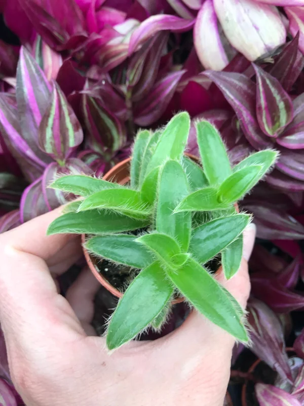 Kitten Ears Plant - Cyanotis Somaliensis Live Succulent – Fuzzy Foliage Houseplant - Image 2