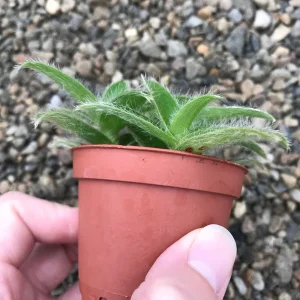 Kitten Ears Plant - Cyanotis Somaliensis Live Succulent – Fuzzy Foliage Houseplant - Image 3