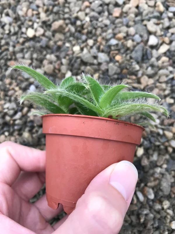 Kitten Ears Plant - Cyanotis Somaliensis Live Succulent – Fuzzy Foliage Houseplant - Image 3