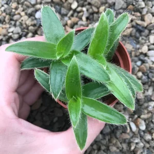 Kitten Ears Plant - Cyanotis Somaliensis Live Succulent – Fuzzy Foliage Houseplant - Image 4