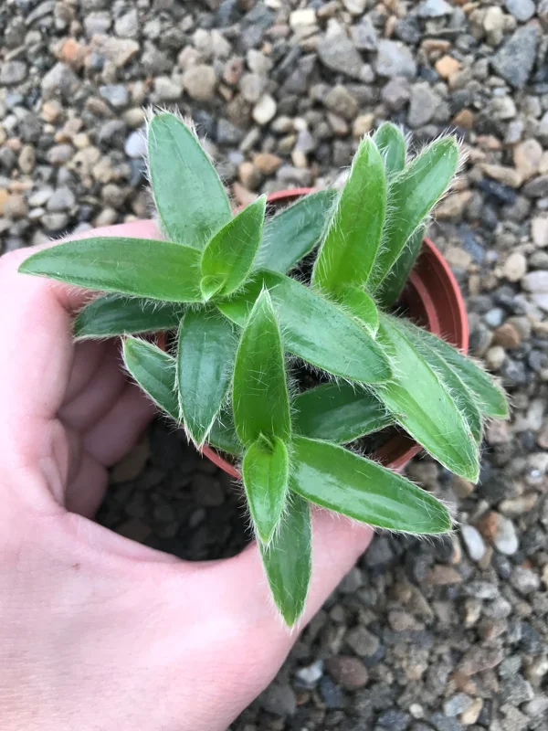 Kitten Ears Plant - Cyanotis Somaliensis Live Succulent – Fuzzy Foliage Houseplant - Image 4