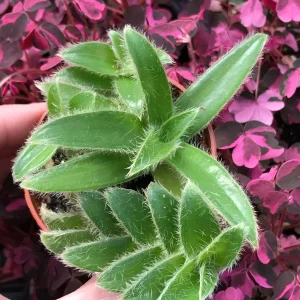 Kitten Ears Plant - Cyanotis Somaliensis Live Succulent – Fuzzy Foliage Houseplant - Image 5