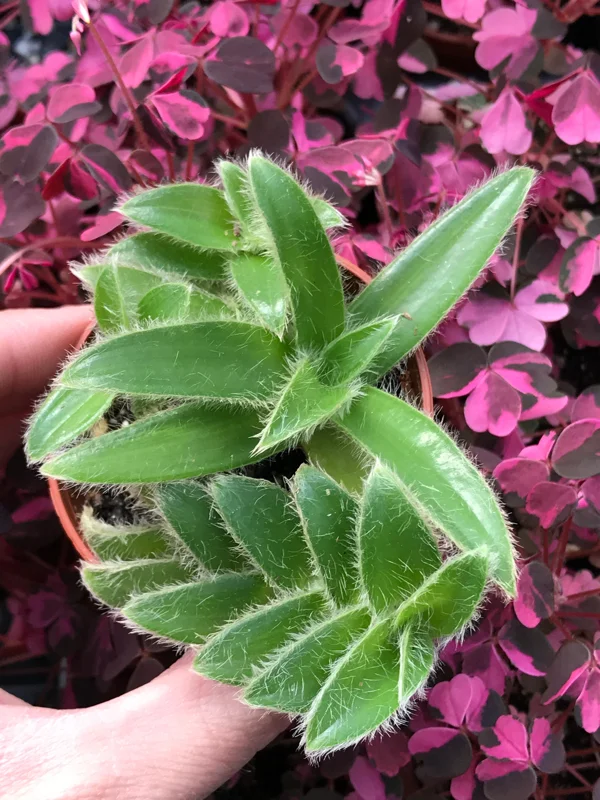 Kitten Ears Plant - Cyanotis Somaliensis Live Succulent – Fuzzy Foliage Houseplant - Image 5