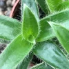 Kitten Ears Plant - Cyanotis Somaliensis Live Succulent – Fuzzy Foliage Houseplant - Image 1