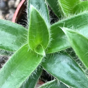 Kitten Ears Plant - Cyanotis Somaliensis Live Succulent – Fuzzy Foliage Houseplant - Image 1
