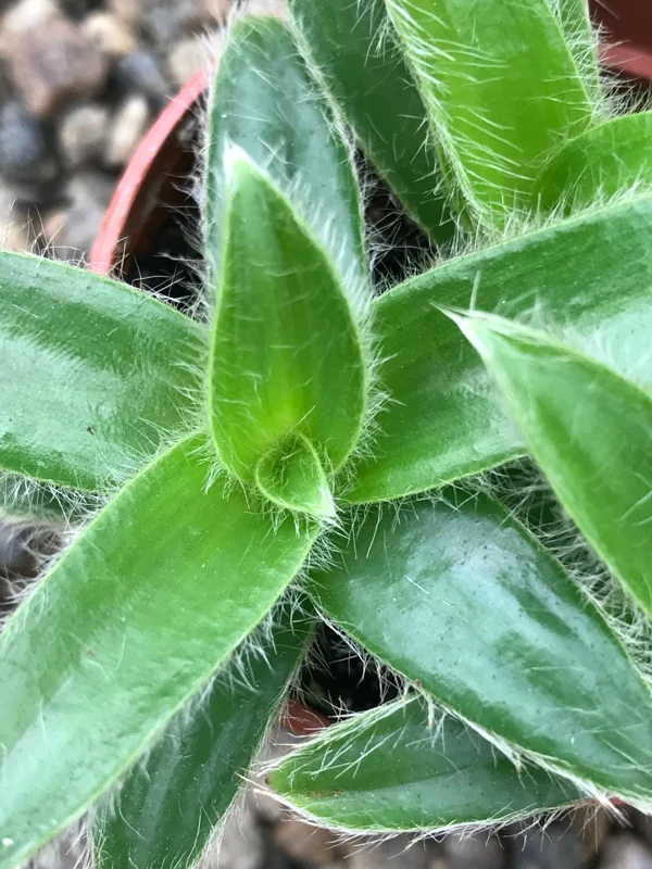 Kitten Ears Plant - Cyanotis Somaliensis Live Succulent – Fuzzy Foliage Houseplant - Image 1