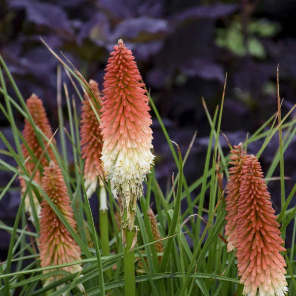 Kniphofia 'High Roller' Red Hot Poker Perennial Live Plant - Image 2