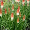 Kniphofia 'High Roller' Red Hot Poker Perennial Live Plant - Image 1