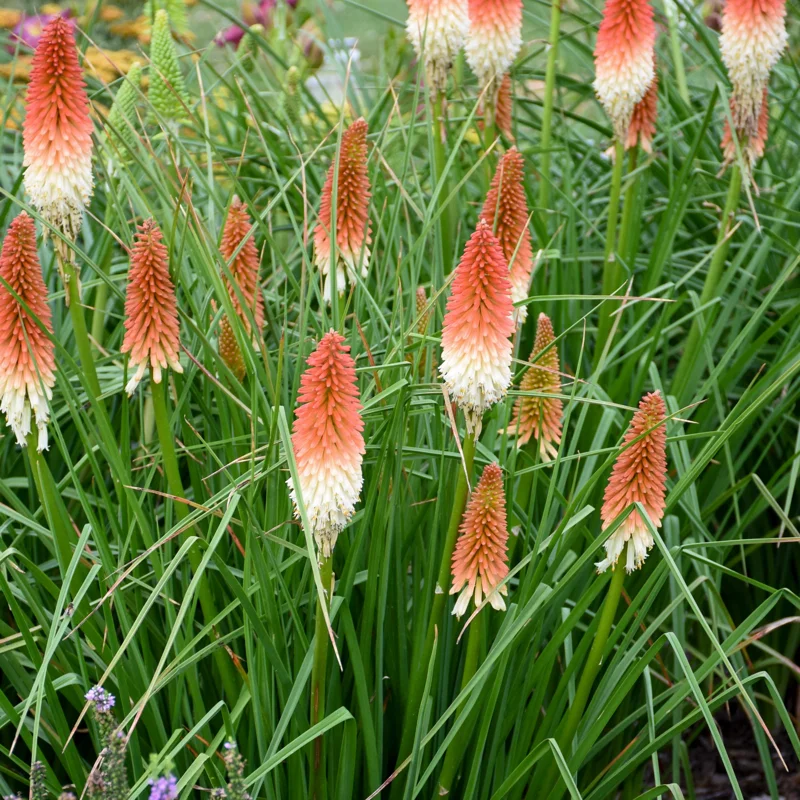 Kniphofia 'High Roller' Red Hot Poker Perennial Live Plant - Image 1