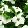 Kousa Japanese Dogwood Live Plant – 6-12" Tall Seedling – Quart Pot – Outdoor Tree - Image 1
