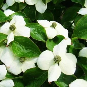 Kousa Japanese Dogwood Live Plant – 6-12" Tall Seedling – Quart Pot – Outdoor Tree - Image 1