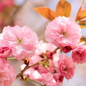 Kwanzan Cherry Blossom Tree Live Plant, Japanese Flowering Cherry, 2.5 Inch Pot, Outdoor - Image 3
