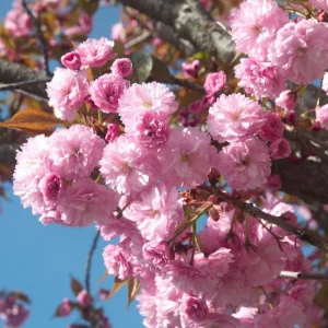 Kwanzan Cherry Blossom Tree Live Plant, Japanese Flowering Cherry, 2.5 Inch Pot, Outdoor - Image 4