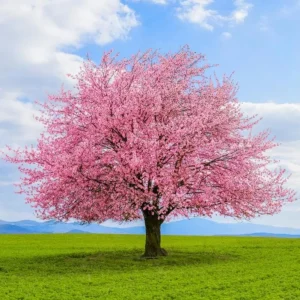 Kwanzan Cherry Blossom Tree Live Plant, Japanese Flowering Cherry, 2.5 Inch Pot, Outdoor - Image 5