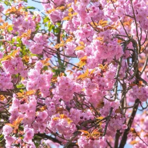 Kwanzan Cherry Blossom Tree Live Plant, Japanese Flowering Cherry, 2.5 Inch Pot, Outdoor - Image 6