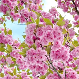 Kwanzan Cherry Blossom Tree Live Plant, Japanese Flowering Cherry, 2.5 Inch Pot, Outdoor - Image 7