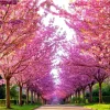 Kwanzan Cherry Blossom Tree Live Plant, Japanese Flowering Cherry, 2.5 Inch Pot, Outdoor - Image 1