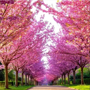 Kwanzan Cherry Blossom Tree Live Plant, Japanese Flowering Cherry, 2.5 Inch Pot, Outdoor - Image 1
