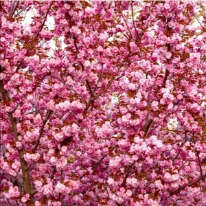 Kwanzan Cherry Blossom Tree Live Plant, Japanese Flowering Cherry, 2.5 Inch Pot, Outdoor - Image 8