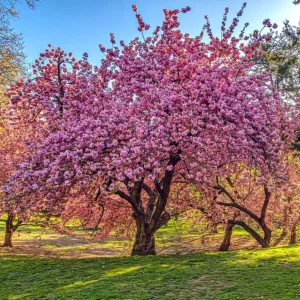 Kwanzan Cherry Blossom Tree Live Plant, Japanese Flowering Cherry, 2.5 Inch Pot, Outdoor - Image 9