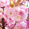 Kwanzan Cherry Tree Live Plant – Double Pink Blooms – 2.5" Pot (6-12" Tall) - Image 1