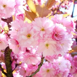 Kwanzan Cherry Tree Live Plant – Double Pink Blooms – 2.5" Pot (6-12" Tall) - Image 1