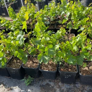 Lady Finger Grape Live Plant – Green Grape Vine – 2 Gallon Nursery Pot - Image 1