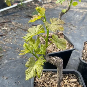 Lady Finger Grape Live Plant – Green Grape Vine – 2 Gallon Nursery Pot - Image 2