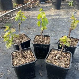 Lady Finger Grape Live Plant – Green Grape Vine – 2 Gallon Nursery Pot - Image 3