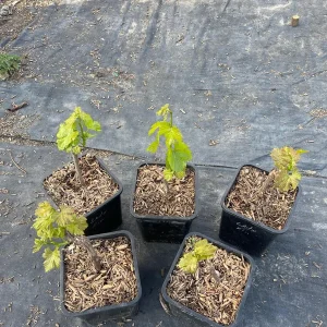 Lady Finger Grape Live Plant – Green Grape Vine – 2 Gallon Nursery Pot - Image 4