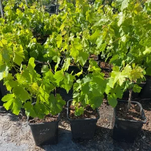 Lady Finger Grape Live Plant – Green Grape Vine – 2 Gallon Nursery Pot - Image 5