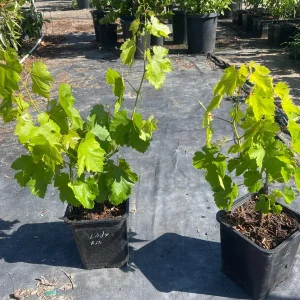 Lady Finger Grape Live Plant – Green Grape Vine – 2 Gallon Nursery Pot - Image 6