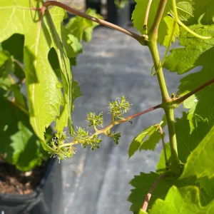 Lady Finger Grape Live Plant – Green Grape Vine – 2 Gallon Nursery Pot - Image 7