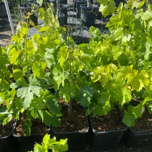 Lady Finger Grape Live Plant – Green Grape Vine – 2 Gallon Nursery Pot - Image 8