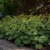 Lady's Mantle Live Plant - Alchemilla Mollis Perennial - Outdoor Garden - Image 1