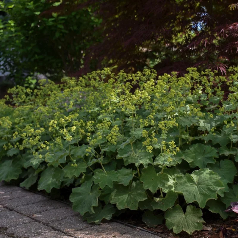 Lady's Mantle Live Plant - Alchemilla Mollis Perennial - Outdoor Garden - Image 1