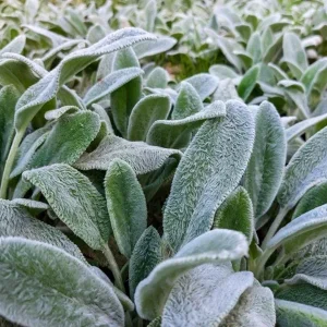 Lamb's Ear Live Plant – 1 Gallon Pot – Drought Tolerant Outdoor Perennial - Image 2