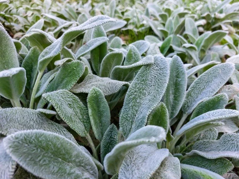Lamb's Ear Live Plant – 1 Gallon Pot – Drought Tolerant Outdoor Perennial - Image 2
