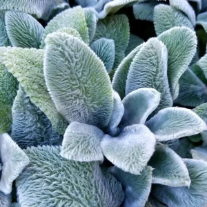 Lamb's Ear Live Plant – 1 Gallon Pot – Drought Tolerant Outdoor Perennial - Image 3