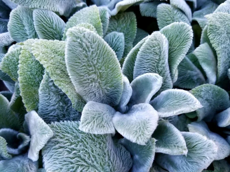 Lamb's Ear Live Plant – 1 Gallon Pot – Drought Tolerant Outdoor Perennial - Image 3