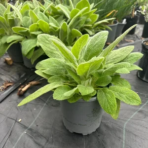 Lamb's Ear Live Plant – 1 Gallon Pot – Drought Tolerant Outdoor Perennial - Image 1