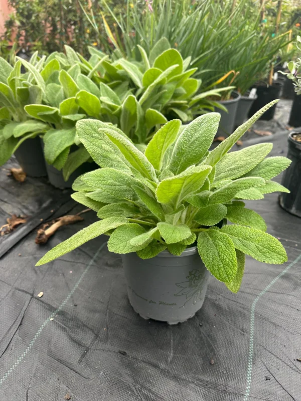 Lamb's Ear Live Plant – 1 Gallon Pot – Drought Tolerant Outdoor Perennial - Image 1