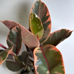 Large Ficus Elastica Ruby Live Plant – 8" Pot – Indoor – Dark Red Leaves - Image 2