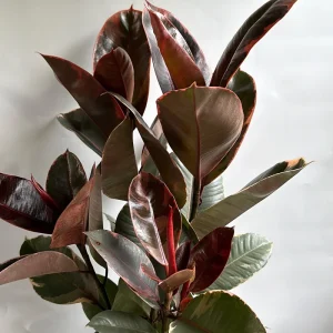 Large Ficus Elastica Ruby Live Plant – 8