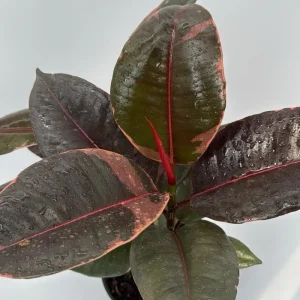 Large Ficus Elastica Ruby Live Plant – 8