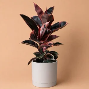 Large Ficus Elastica Ruby Live Plant – 8" Pot – Indoor – Dark Red Leaves - Image 1